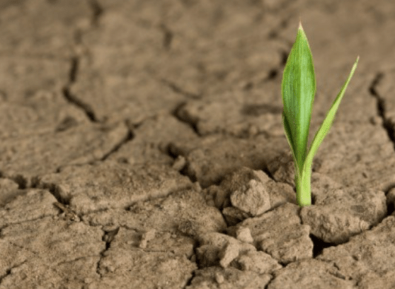 A esperança que se adia faz adoecer o coração.