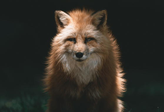 Entendendo as palavras difíceis de Jesus Parte 10: “Ide, e dizei àquela raposa…”