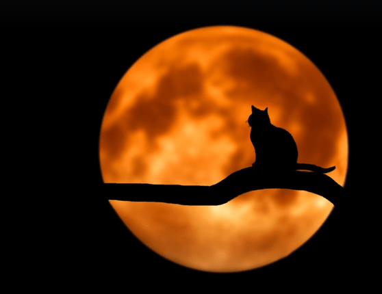 HALLOWEEN – Suas origens.